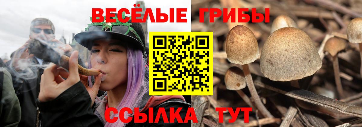 Галлюциногенные грибы Psilocybe Богданович